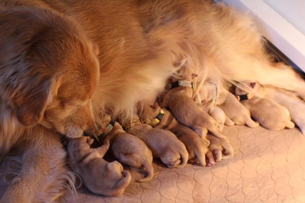puppies for sale in wyoming golden retriever puppies for sale wyoming dogs in our photo puppies for sale in wyoming golden retriever puppies for sale wyoming dogs in our photo