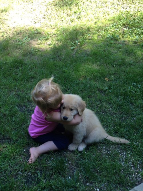 golden retriever puppies wyoming golden retriever puppies sale wyoming dogs in our photo golden retriever puppies wyoming golden retriever puppies sale wyoming dogs in our photo
