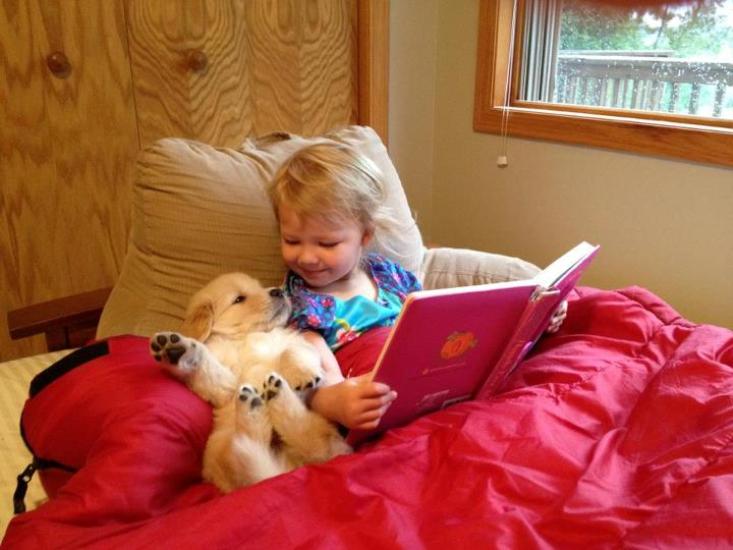 golden retriever puppies for sale in wyoming golden retriever puppies sale wyoming dogs in our photo golden retriever puppies for sale in wyoming golden retriever puppies sale wyoming dogs in our photo
